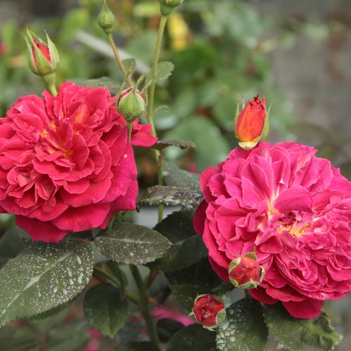 Malinowy - Róże pienne - z kwiatami hybrydowo herbacianymi - korona równomiernie ukształtowana